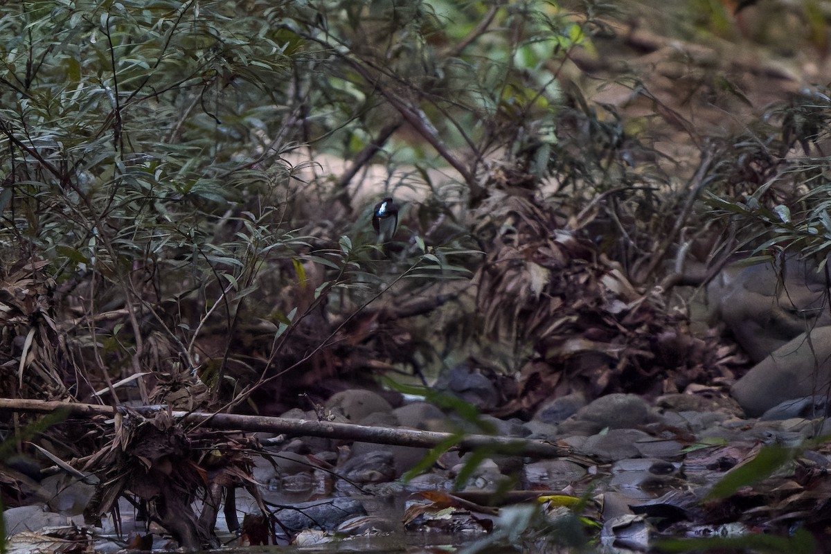 Blue-eared Kingfisher - ML640741503