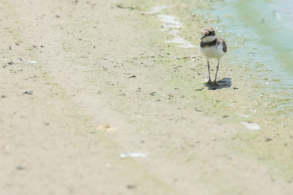 Little Ringed Plover - ML640741515