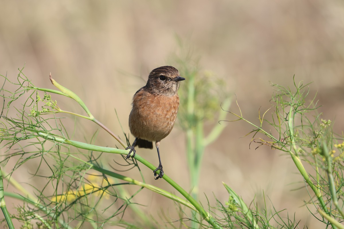 European Stonechat - ML640741518