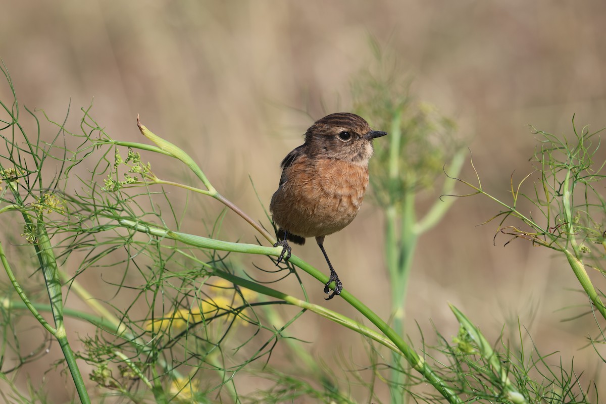 European Stonechat - ML640741519