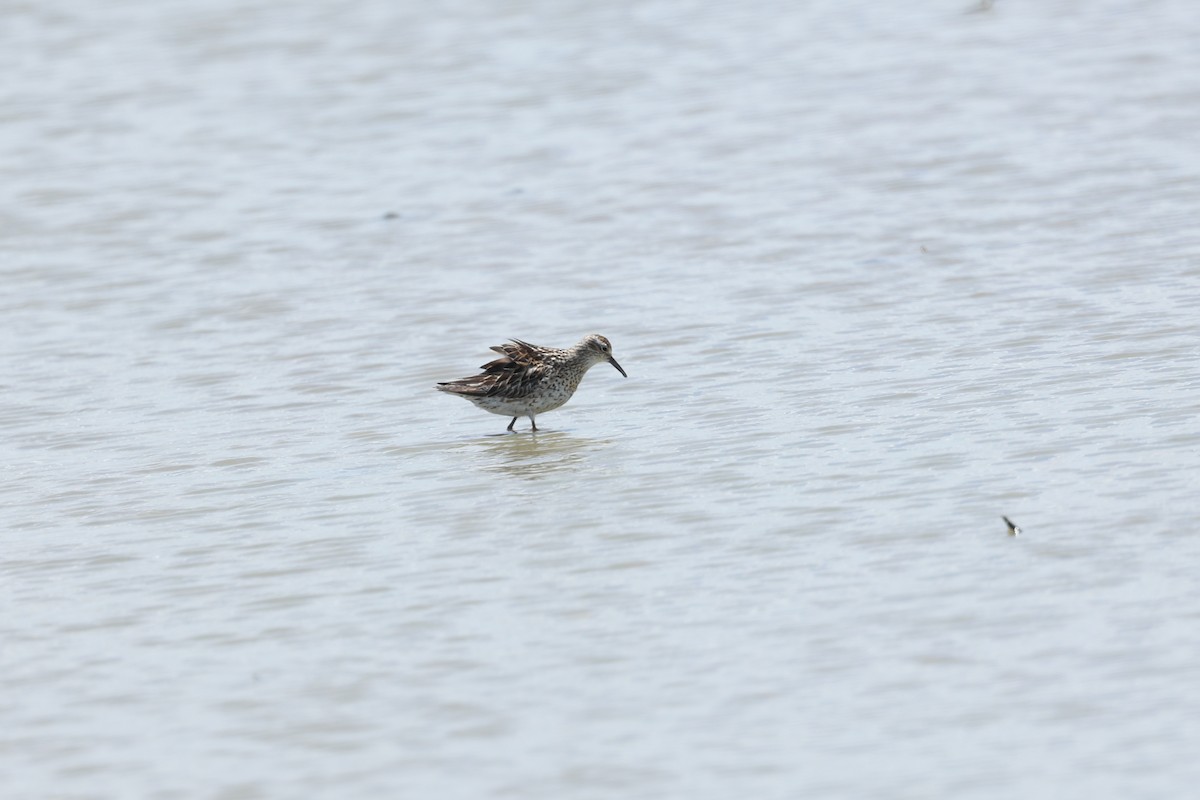 Sharp-tailed Sandpiper - ML640741534