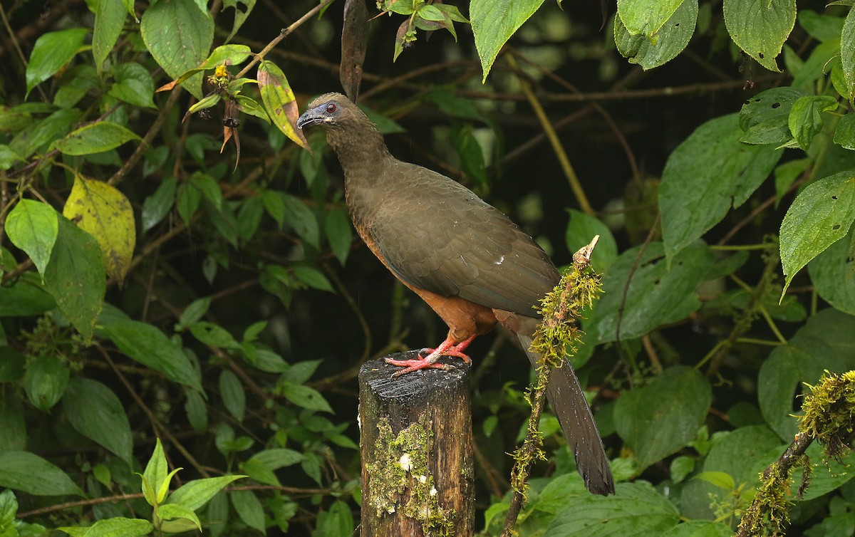 カマバネシャクケイ - ML640741538