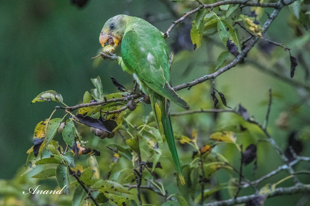 Slaty-headed Parakeet - ML640741540
