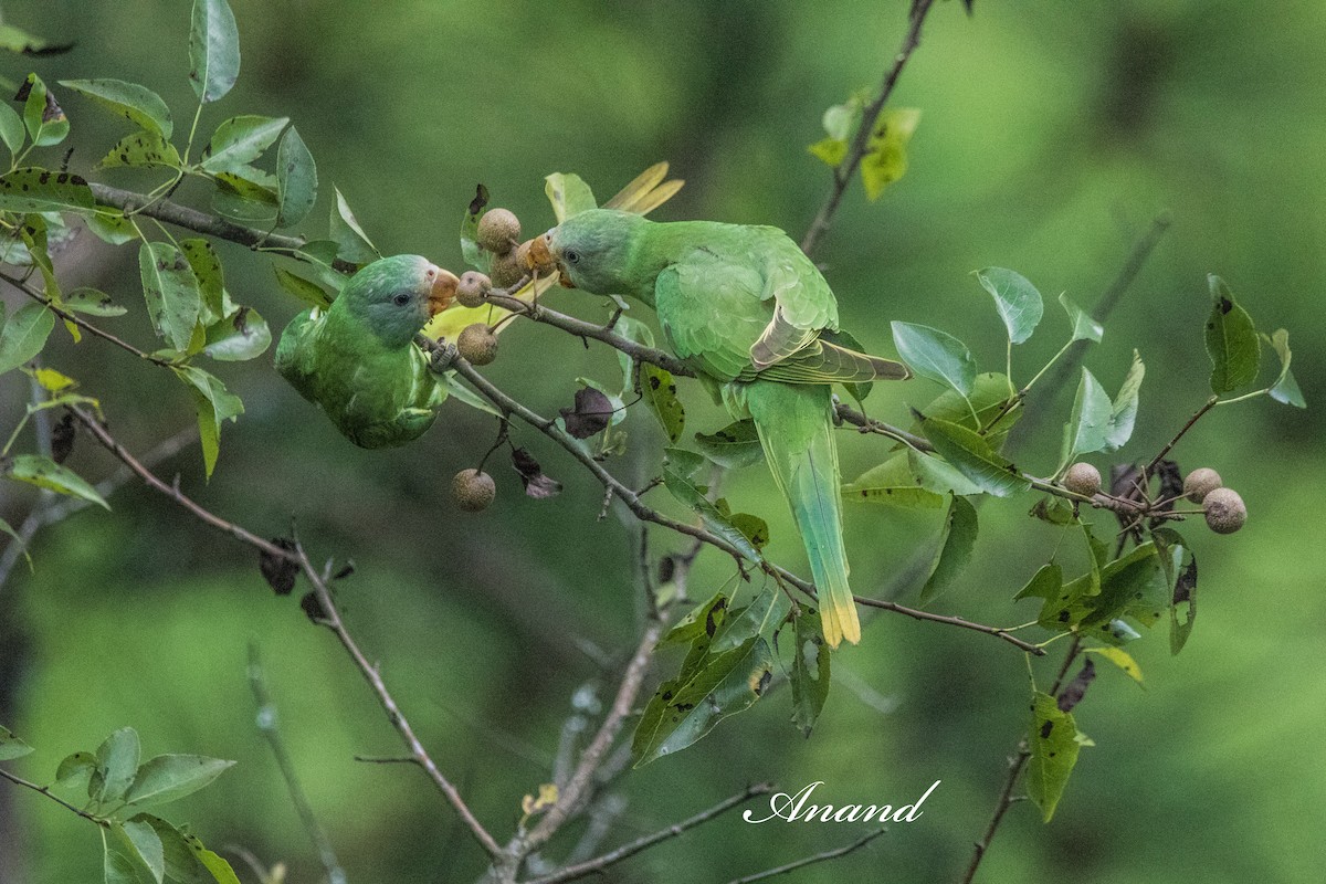 Slaty-headed Parakeet - ML640741541