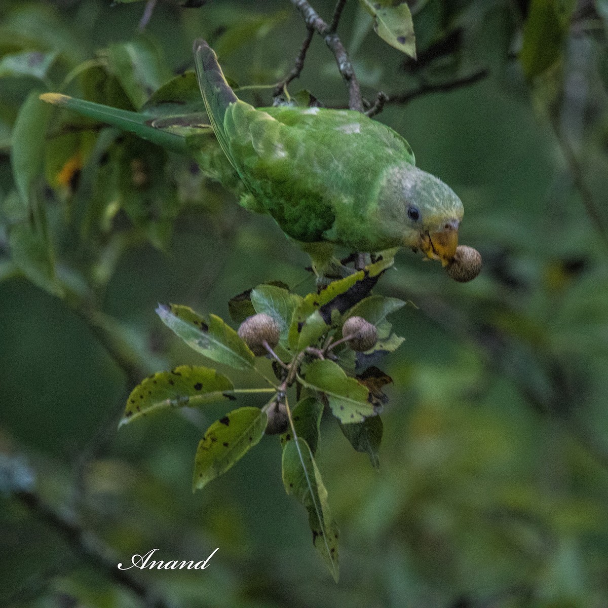 Slaty-headed Parakeet - ML640741542