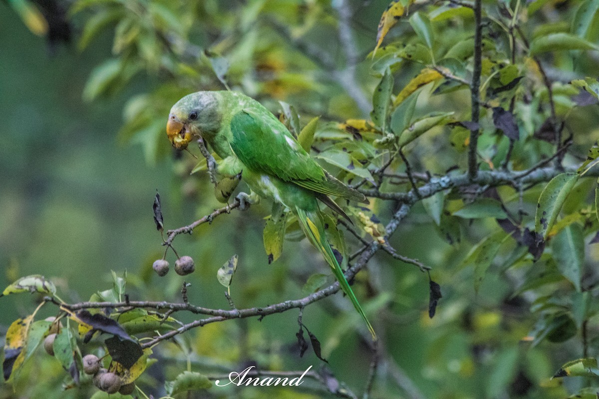 Slaty-headed Parakeet - ML640741543