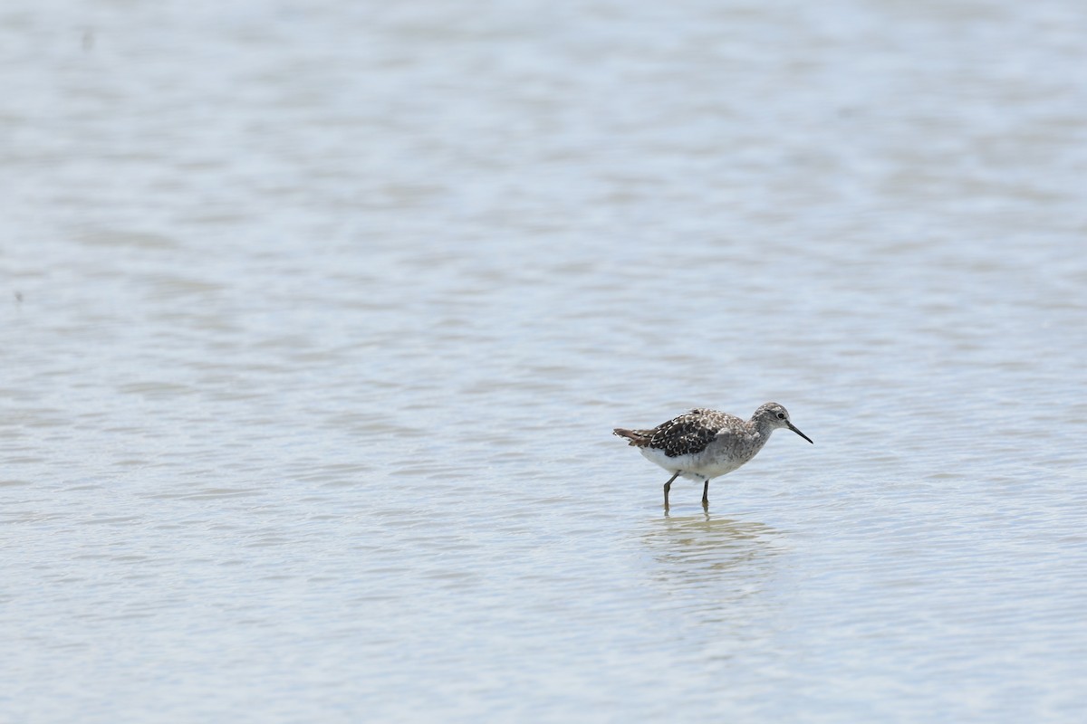Wood Sandpiper - ML640741545