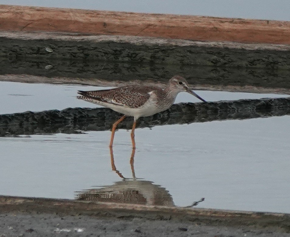 Common Redshank - ML640741559