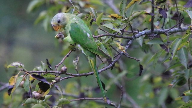 Slaty-headed Parakeet - ML640741565