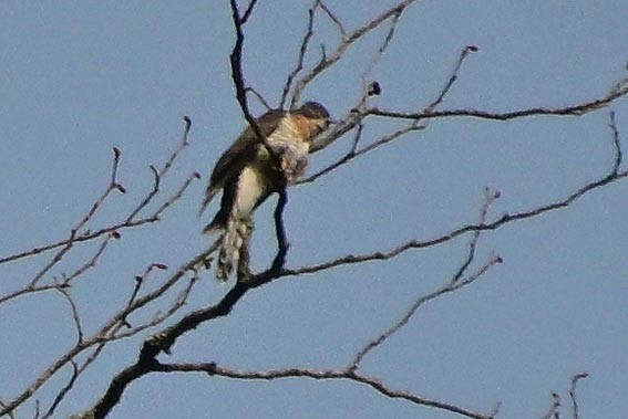 Large Hawk-Cuckoo - ML640741582