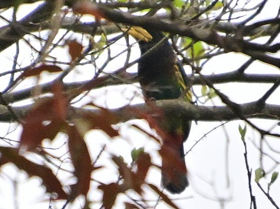 Great Barbet - ML640741603