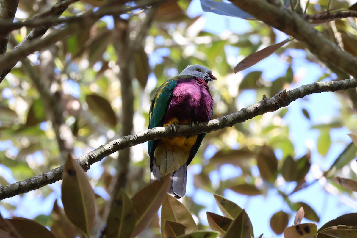 Wompoo Fruit-Dove - ML640741626