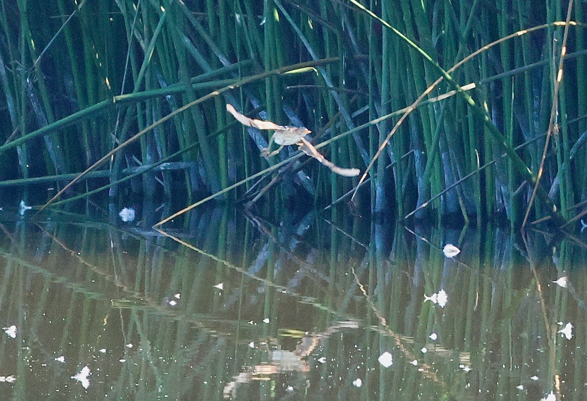 Least Bittern - ML640741642