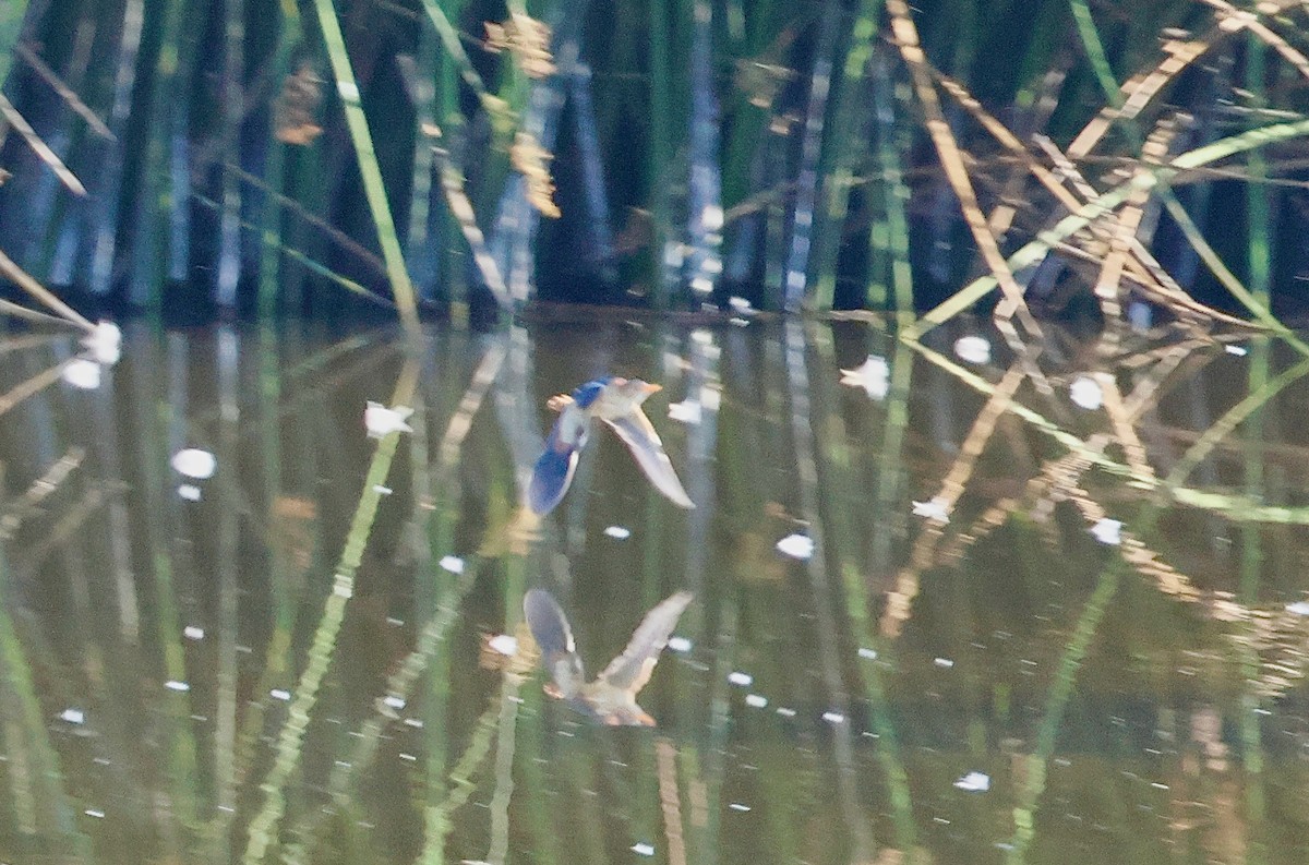 Least Bittern - ML640741649