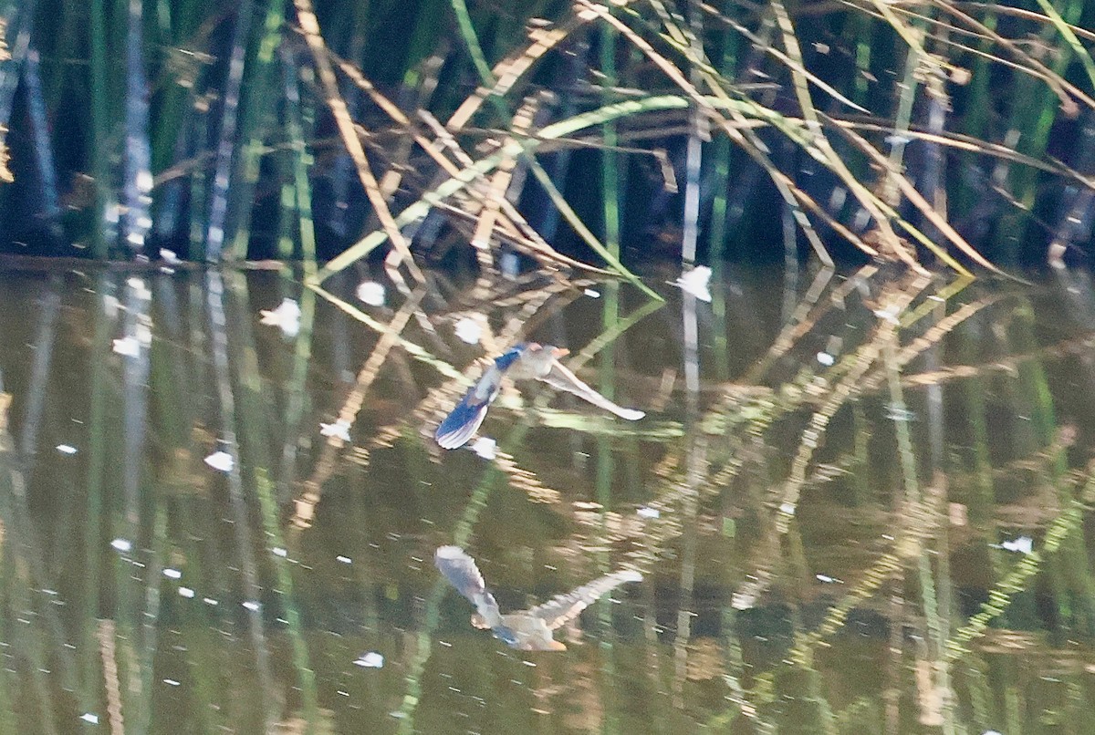Least Bittern - ML640741665
