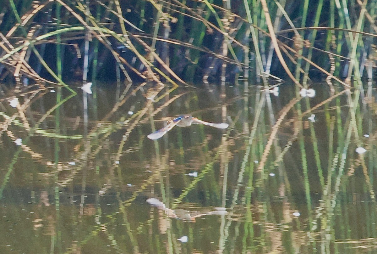 Least Bittern - ML640741671