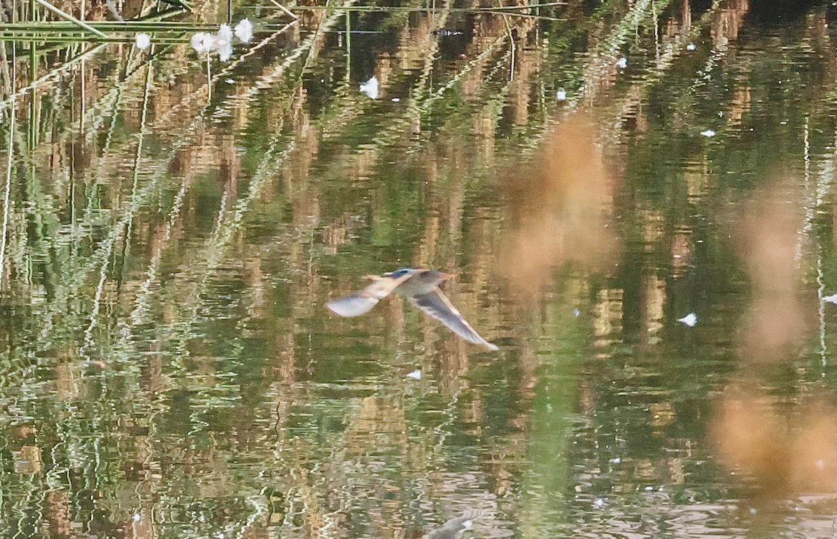 Least Bittern - ML640741679