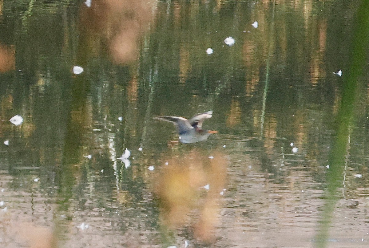 Least Bittern - ML640741690