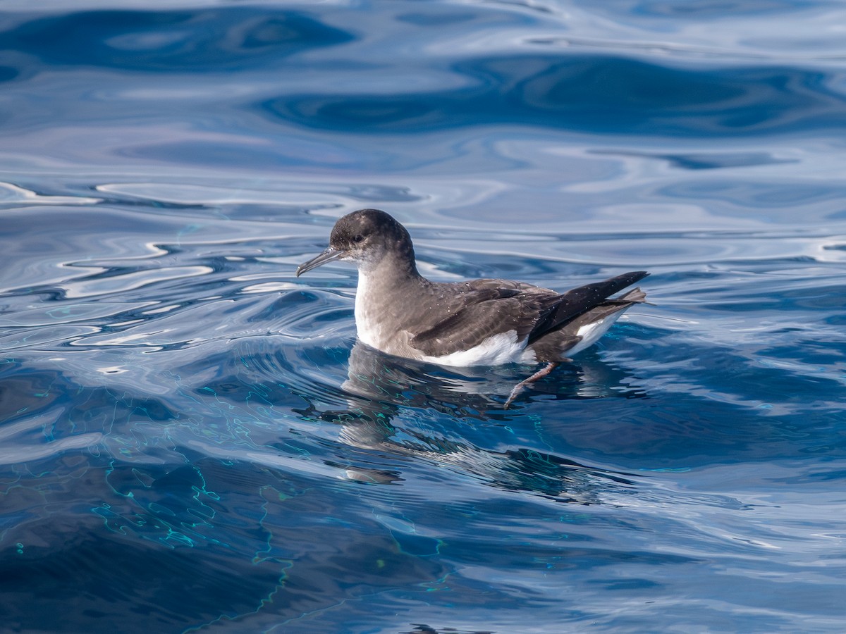 Fluttering Shearwater - ML640741696