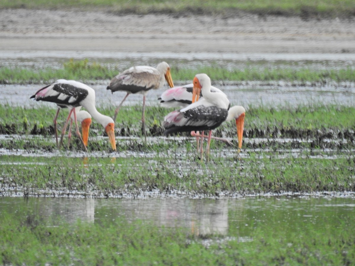 Painted Stork - ML640741717