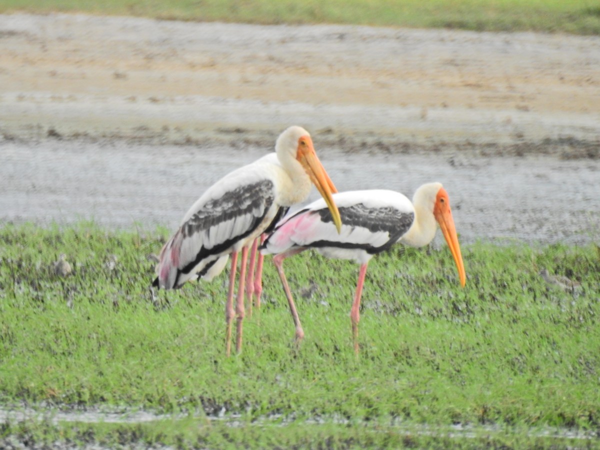 Painted Stork - ML640741718