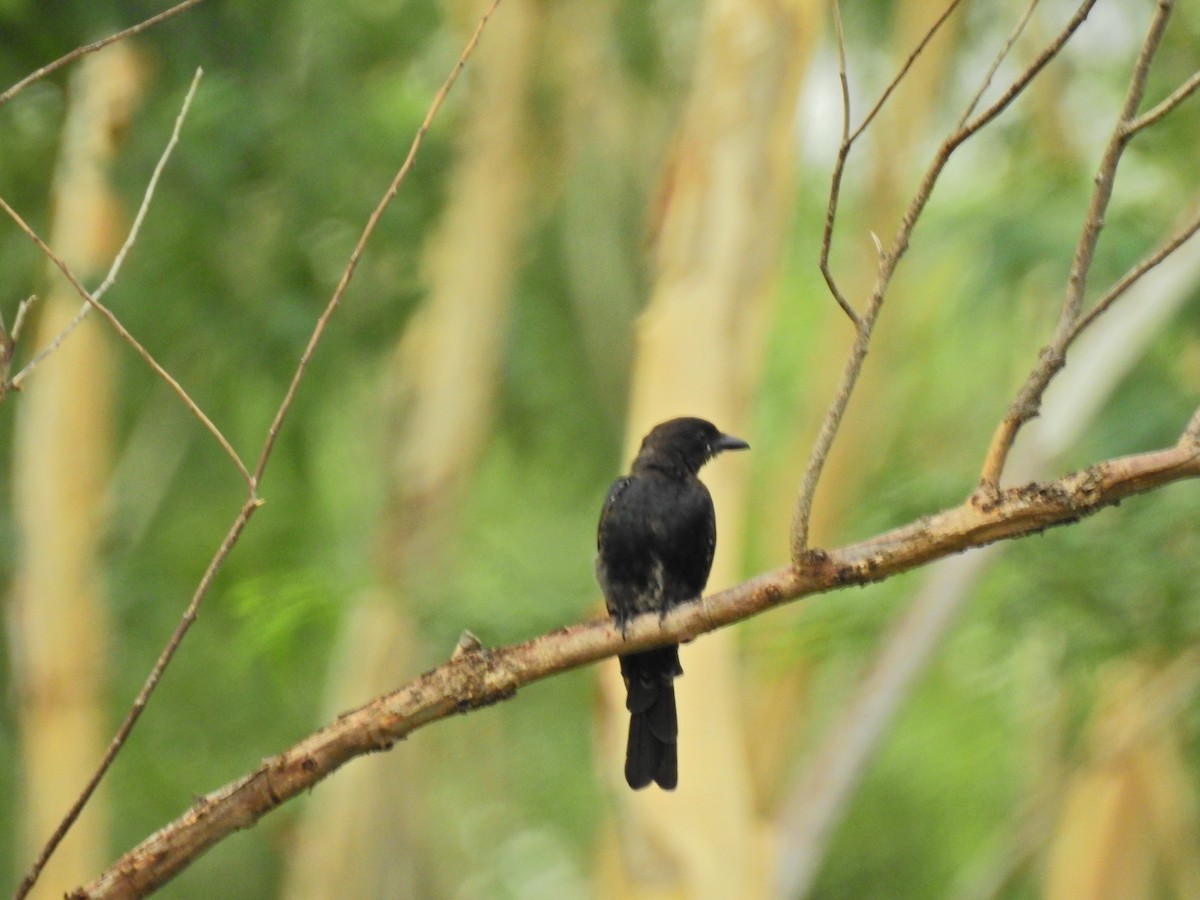 Black Drongo - ML640741720
