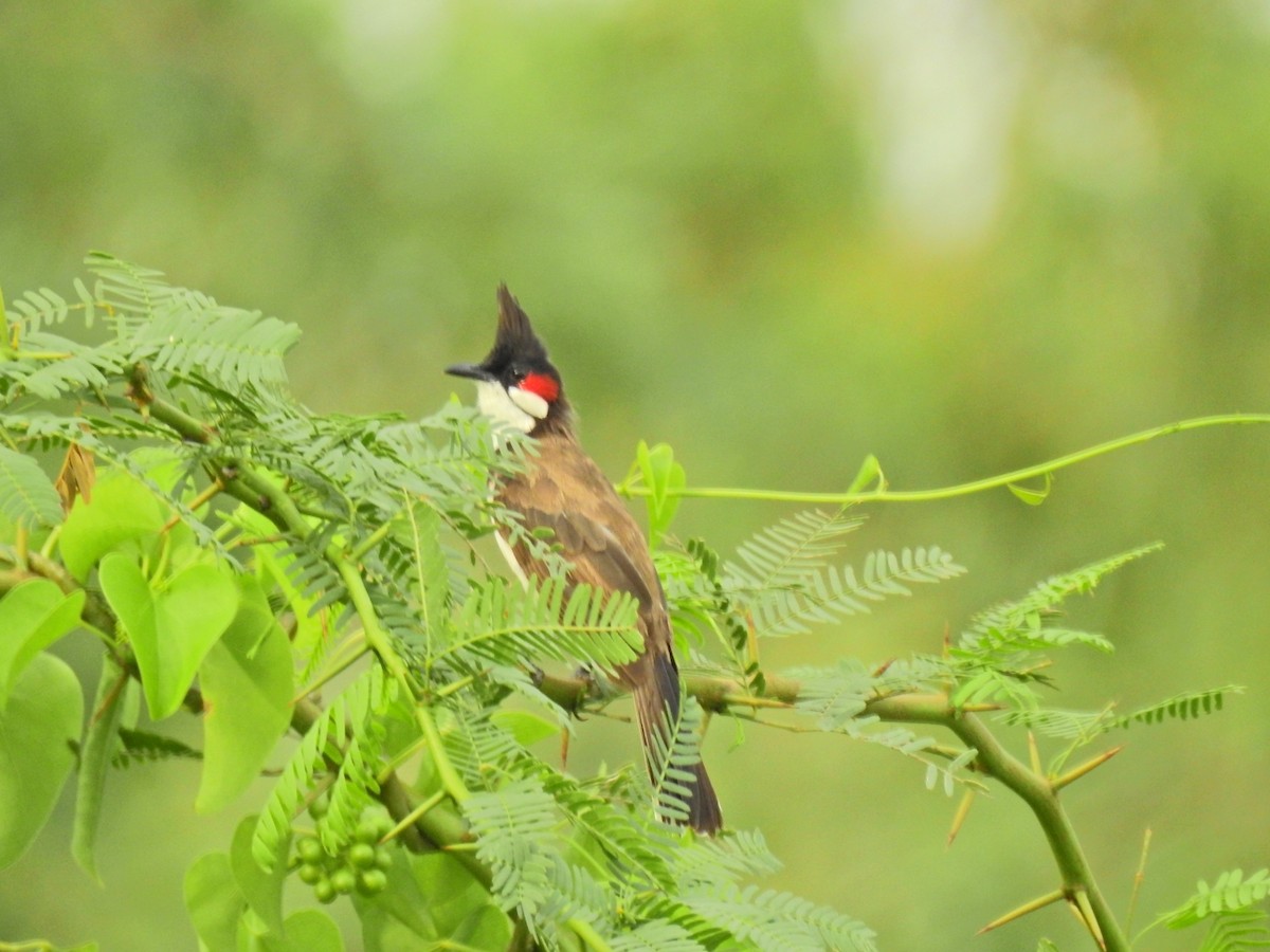 Red-whiskered Bulbul - ML640741727