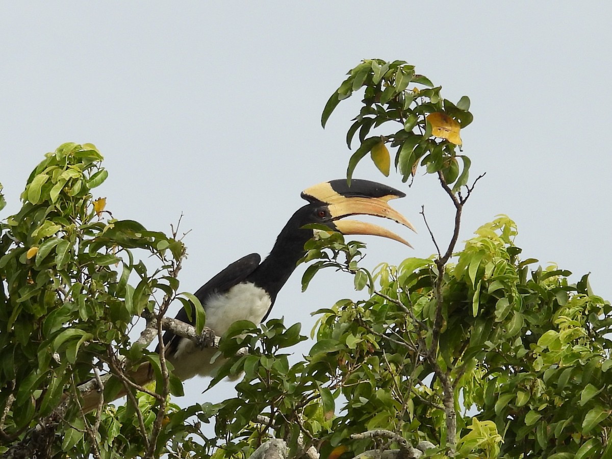 Malabar Pied-Hornbill - ML640741729