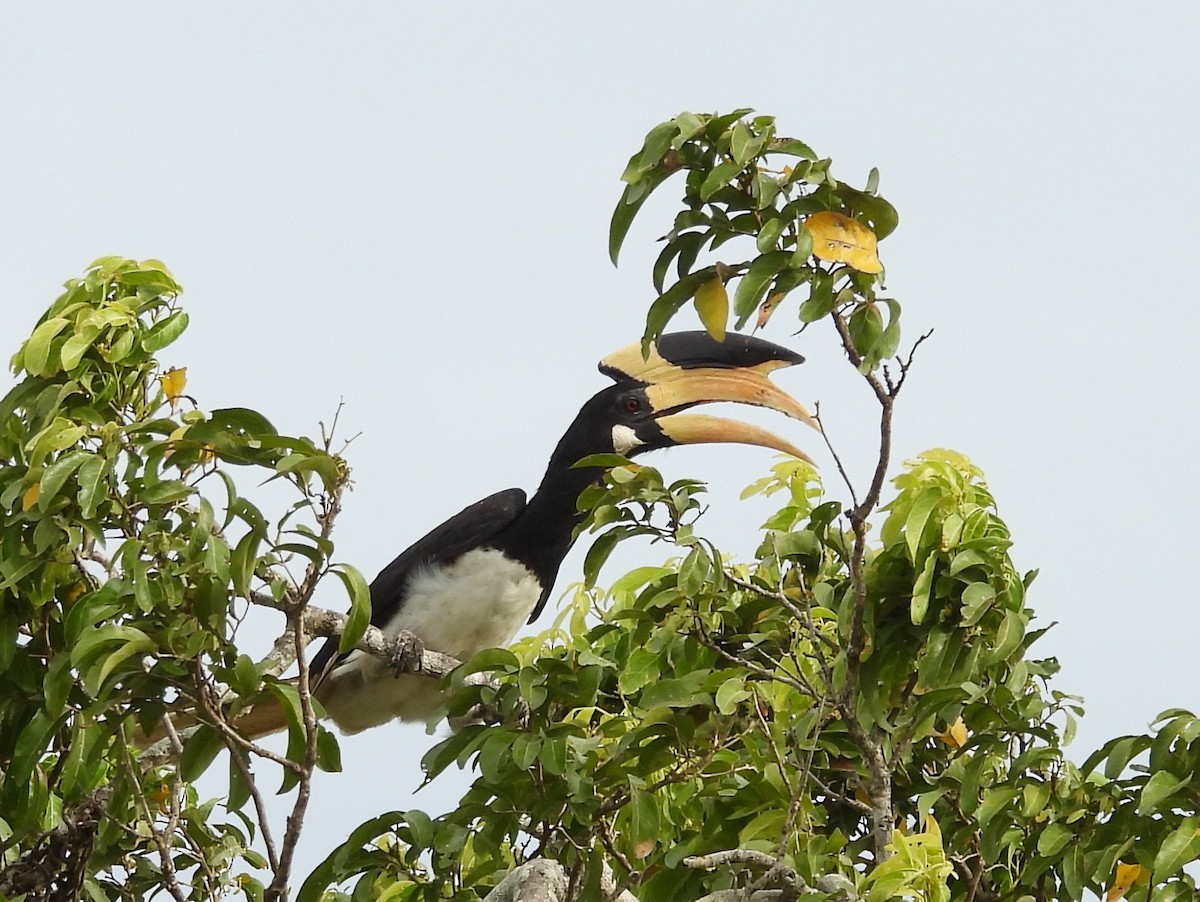 Malabar Pied-Hornbill - ML640741730