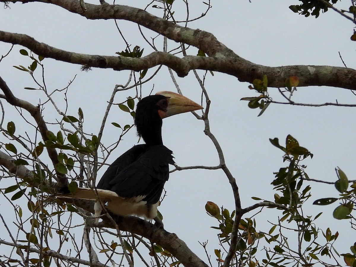 Malabar Pied-Hornbill - ML640741731
