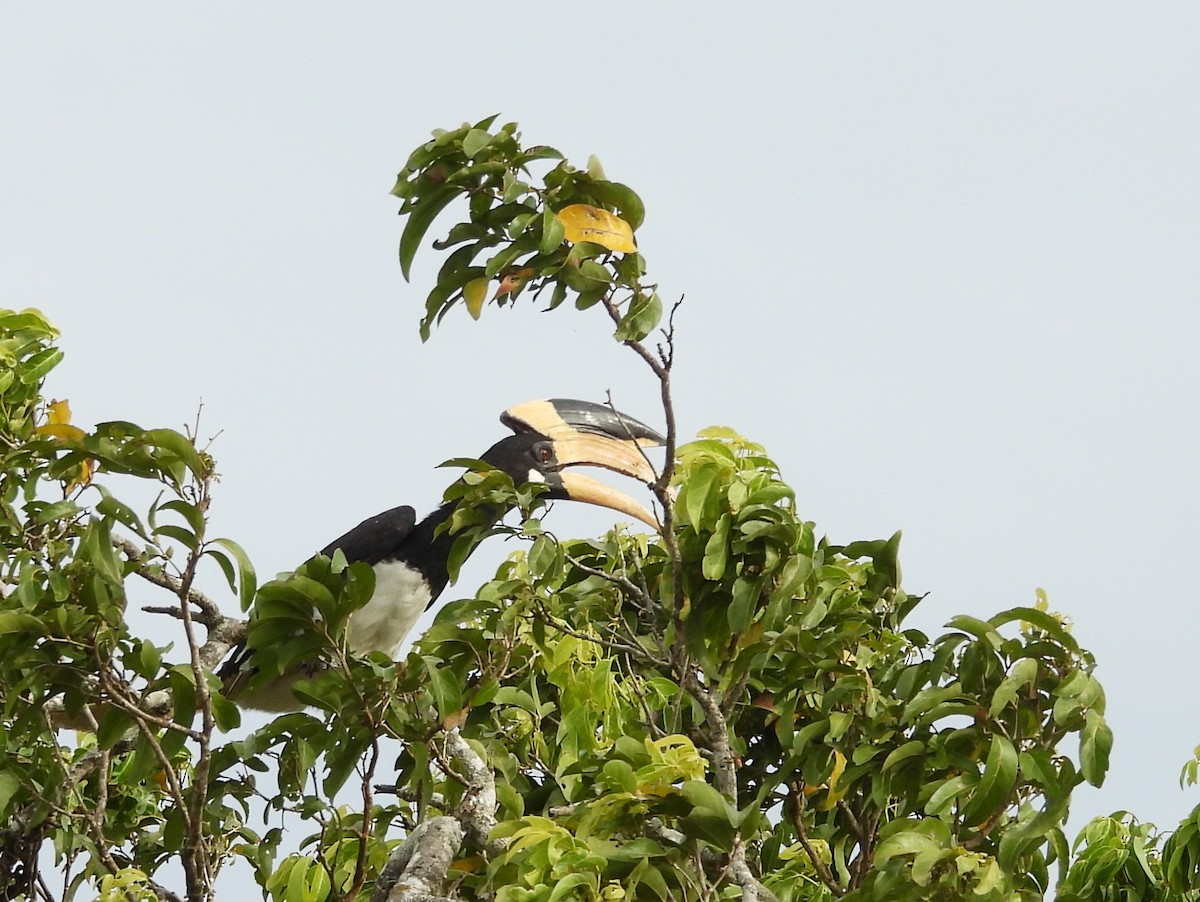 Malabar Pied-Hornbill - ML640741732