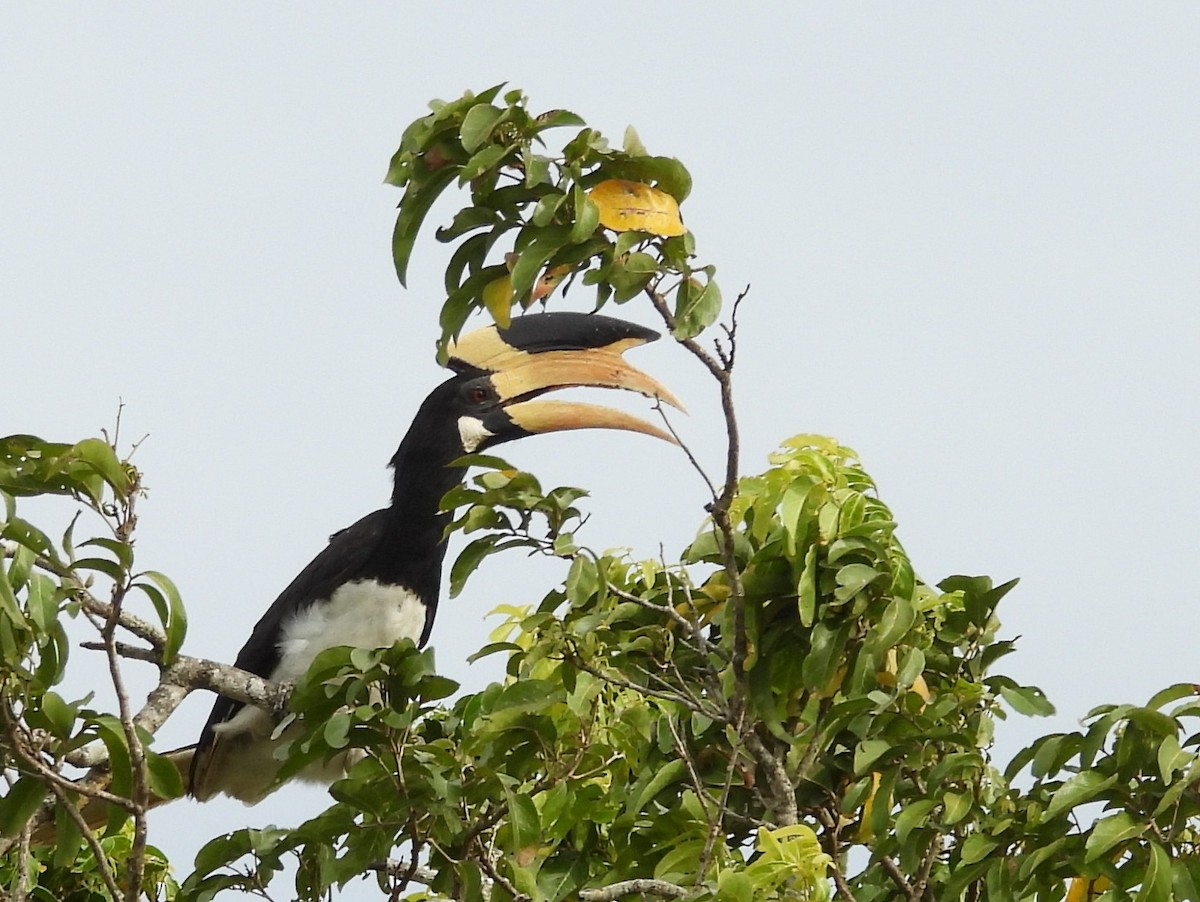 Malabar Pied-Hornbill - ML640741733