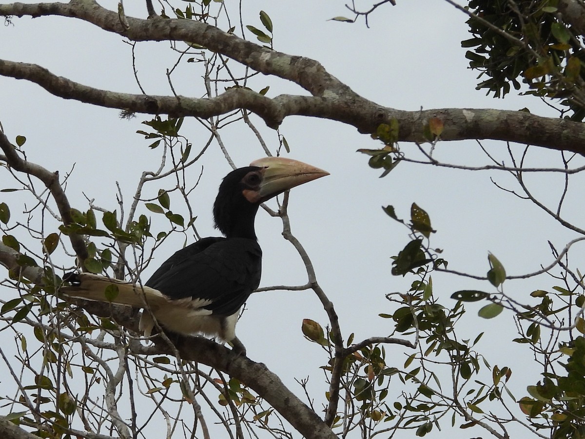 Malabar Pied-Hornbill - ML640741735