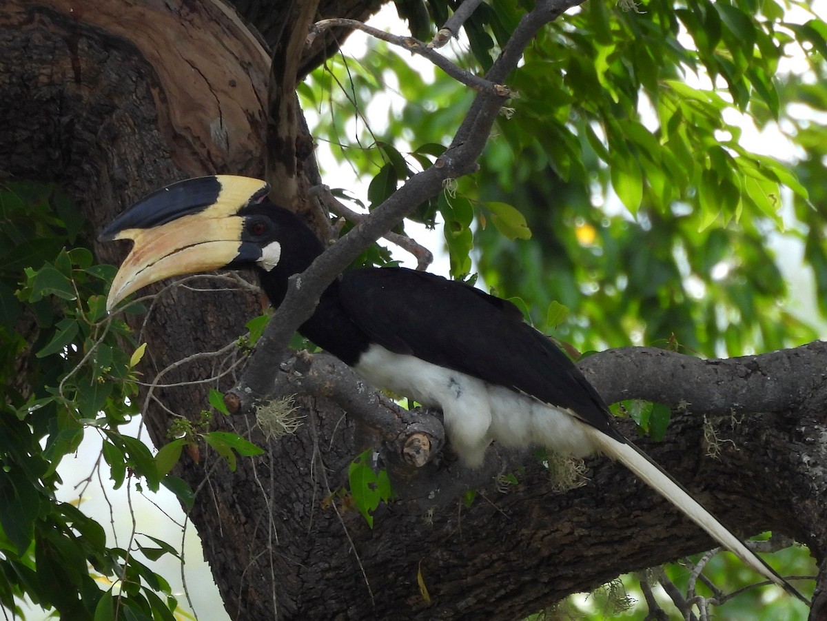 Malabar Pied-Hornbill - ML640741738
