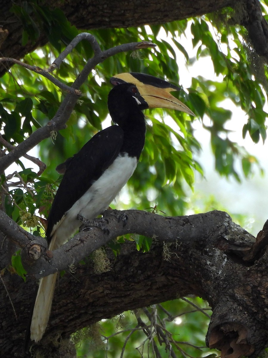 Malabar Pied-Hornbill - ML640741739
