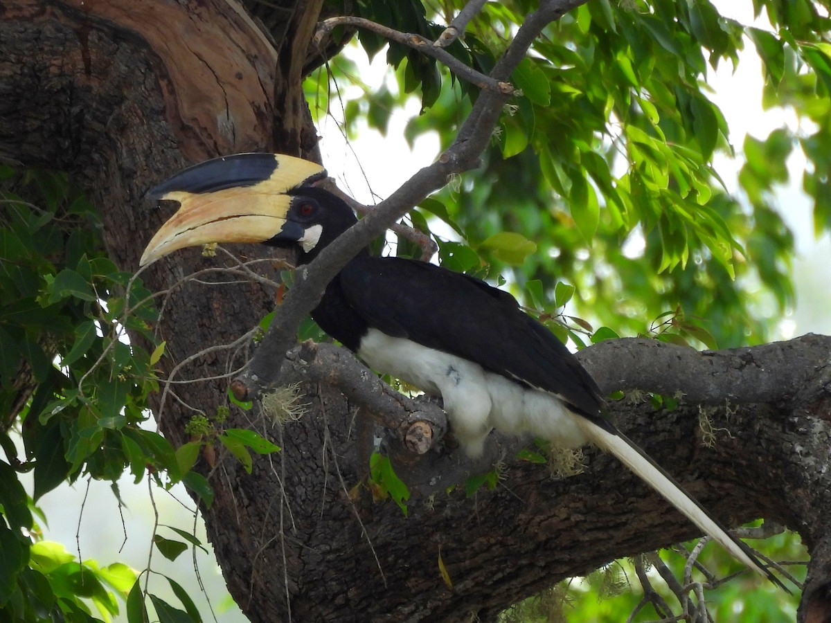 Malabar Pied-Hornbill - ML640741740