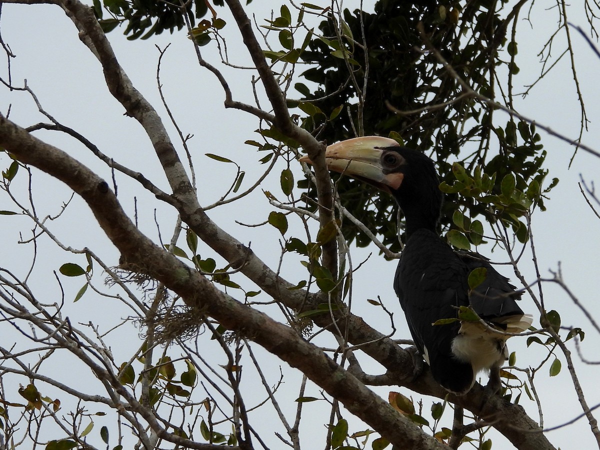Malabar Pied-Hornbill - ML640741741