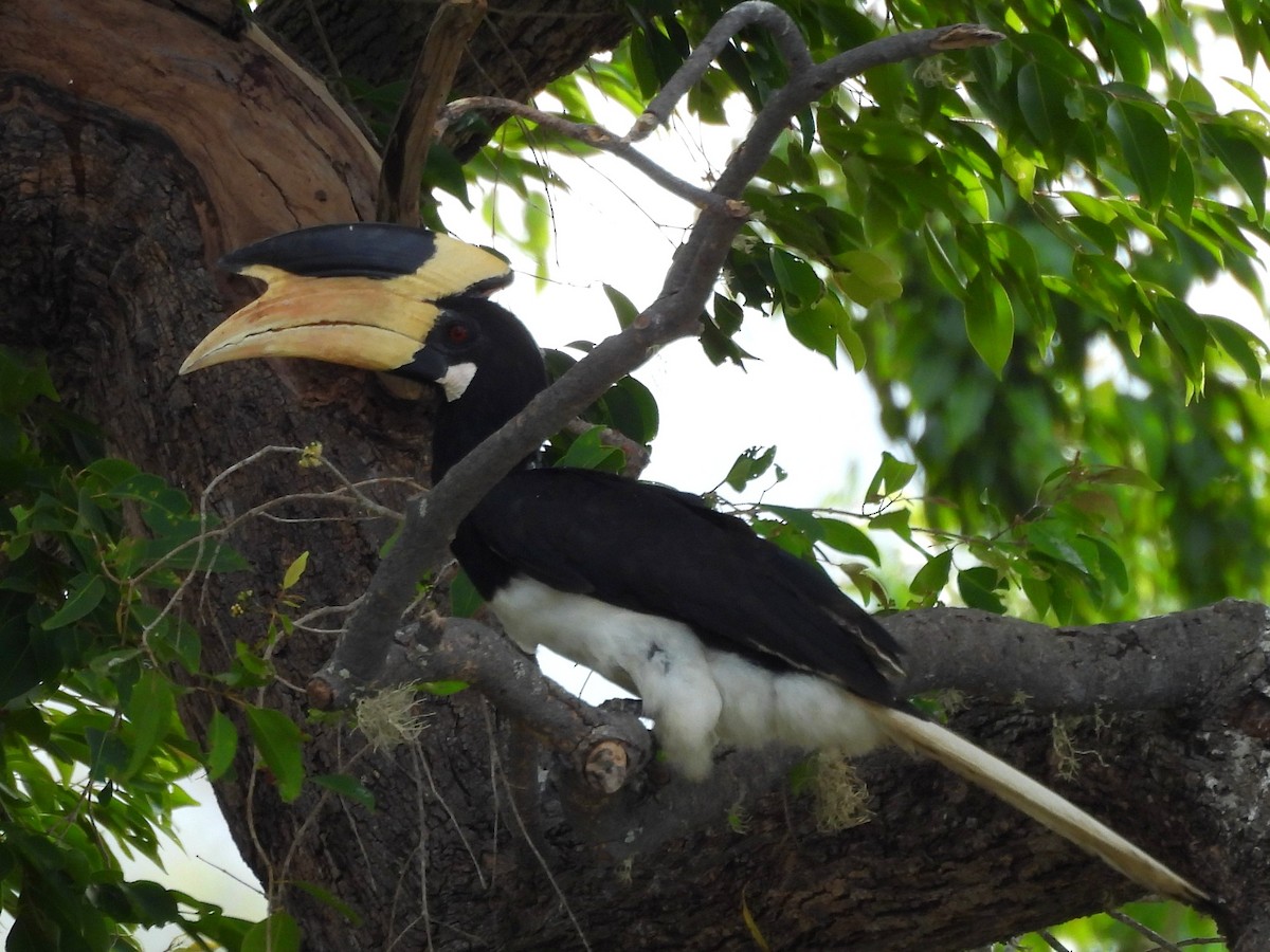 Malabar Pied-Hornbill - ML640741742