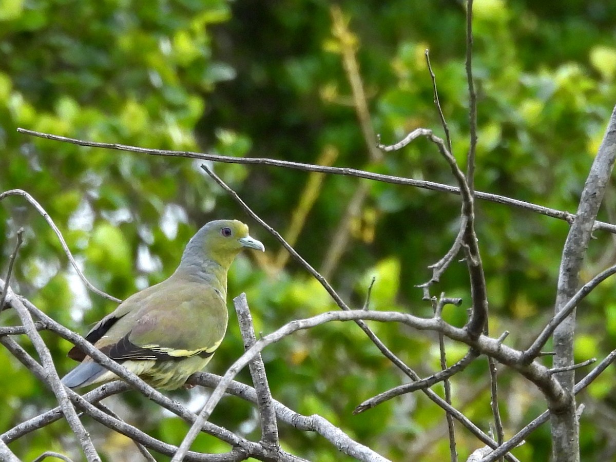 Orange-breasted Green-Pigeon - ML640741746