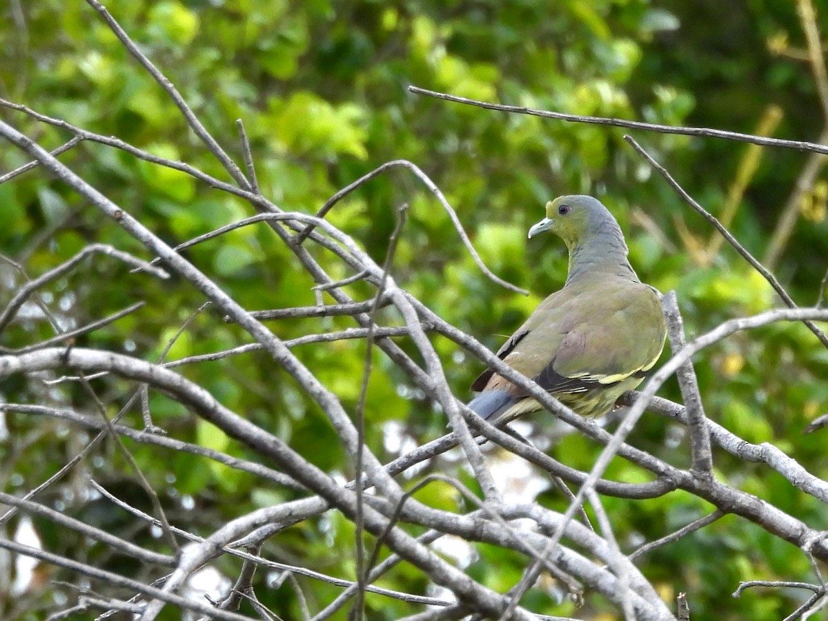 Orange-breasted Green-Pigeon - ML640741748
