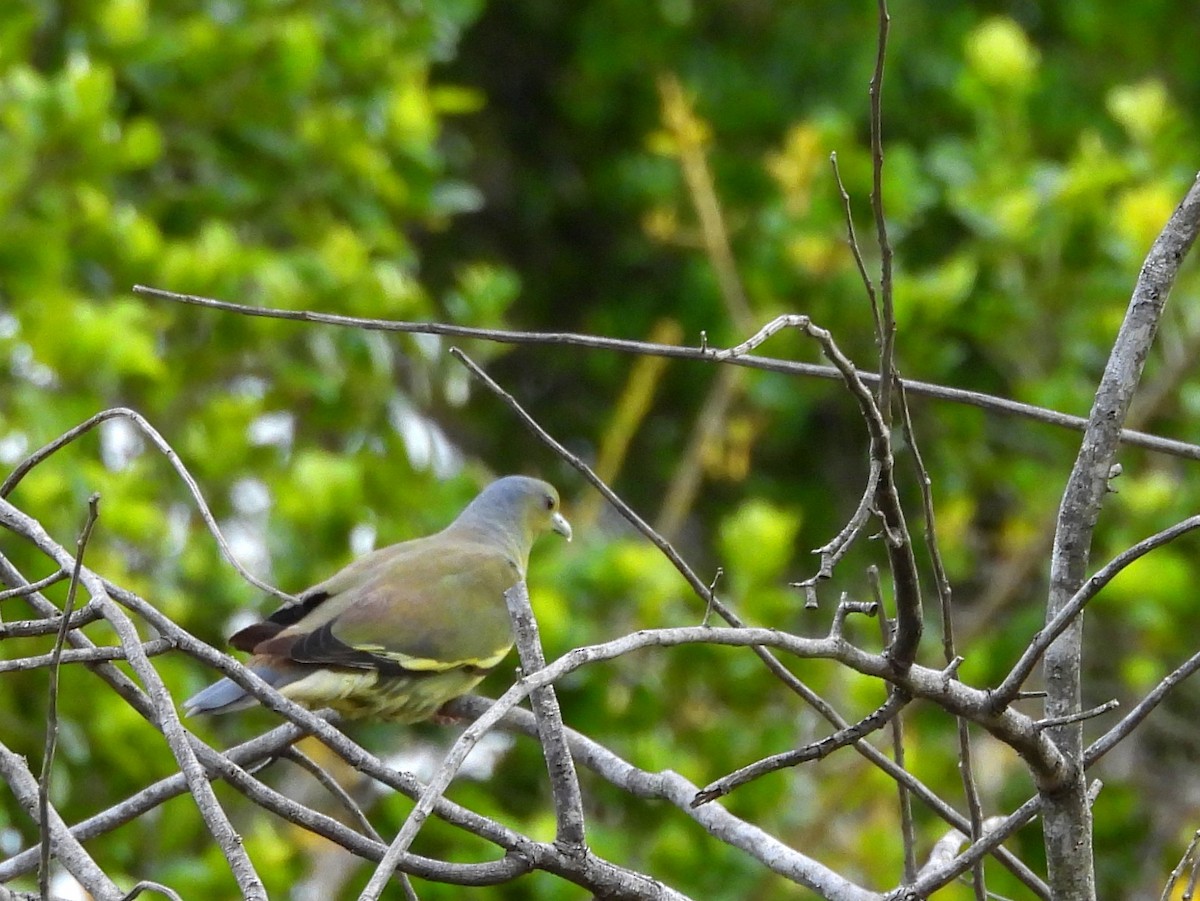 Orange-breasted Green-Pigeon - ML640741749