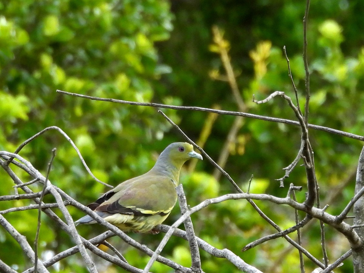 Orange-breasted Green-Pigeon - ML640741751