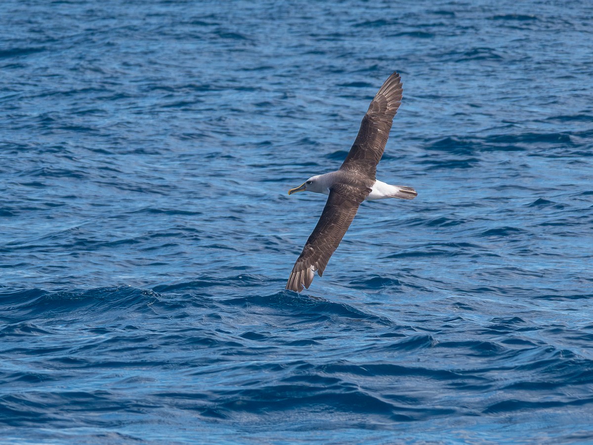 Buller Albatrosu - ML640741757