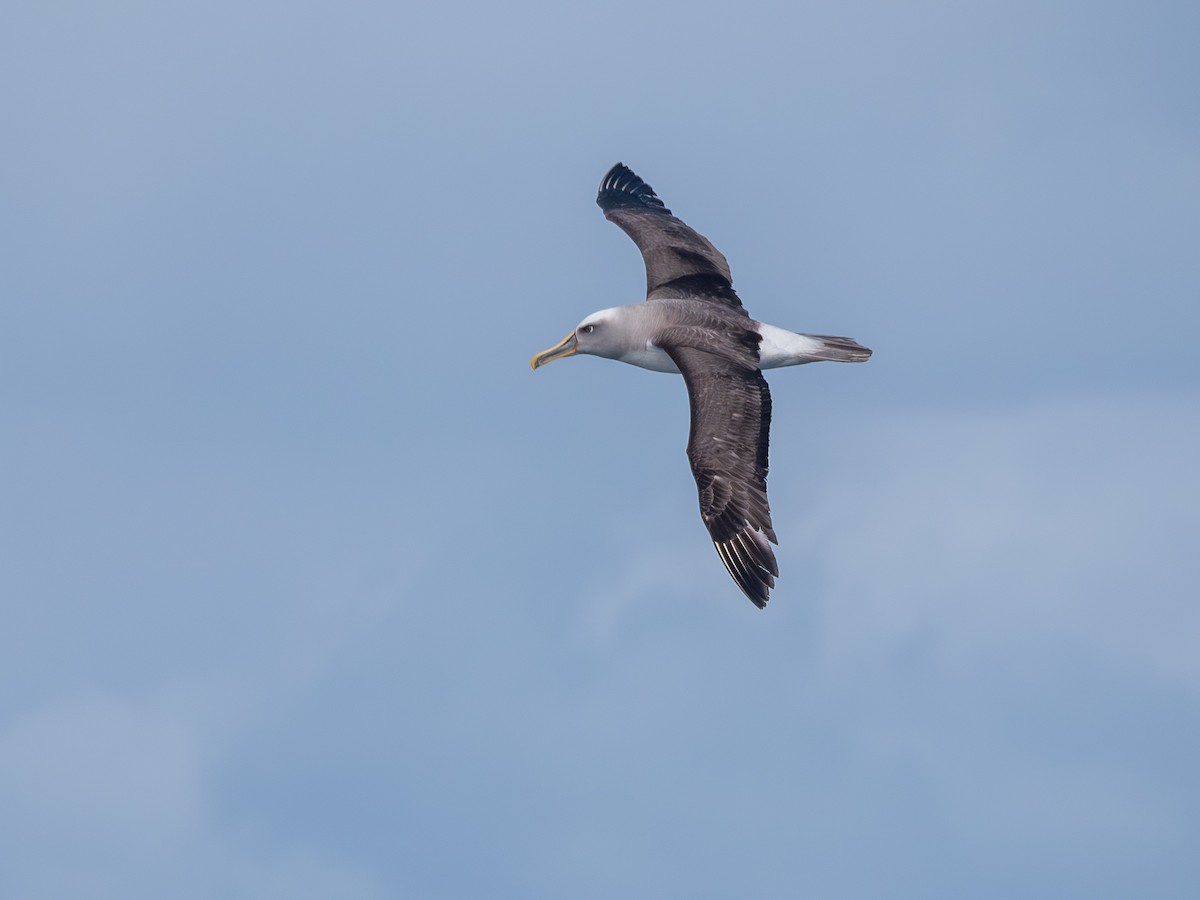 Buller Albatrosu - ML640741875
