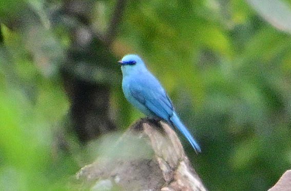Verditer Flycatcher - ML640741886