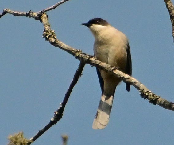 Gray Sibia - ML640741890