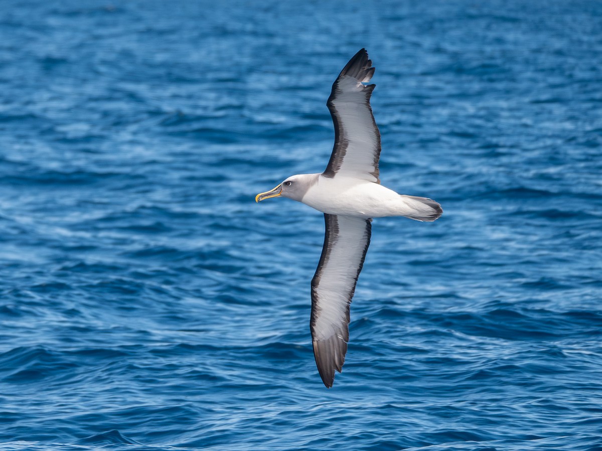 Buller Albatrosu - ML640741937