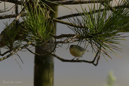 Willow Warbler - ML640741943