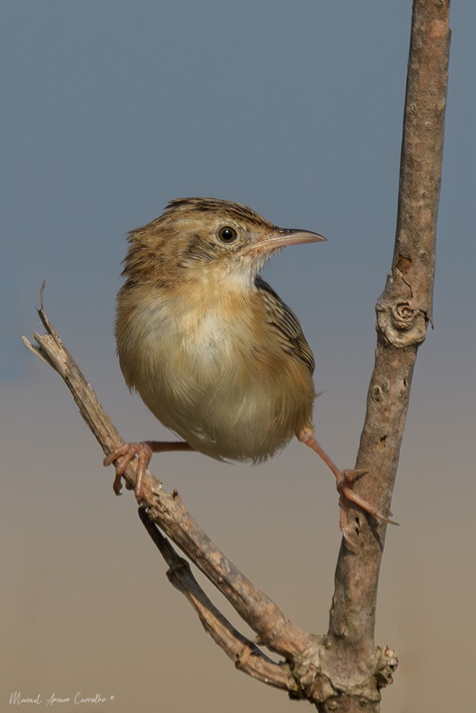 Zitting Cisticola - ML640741949