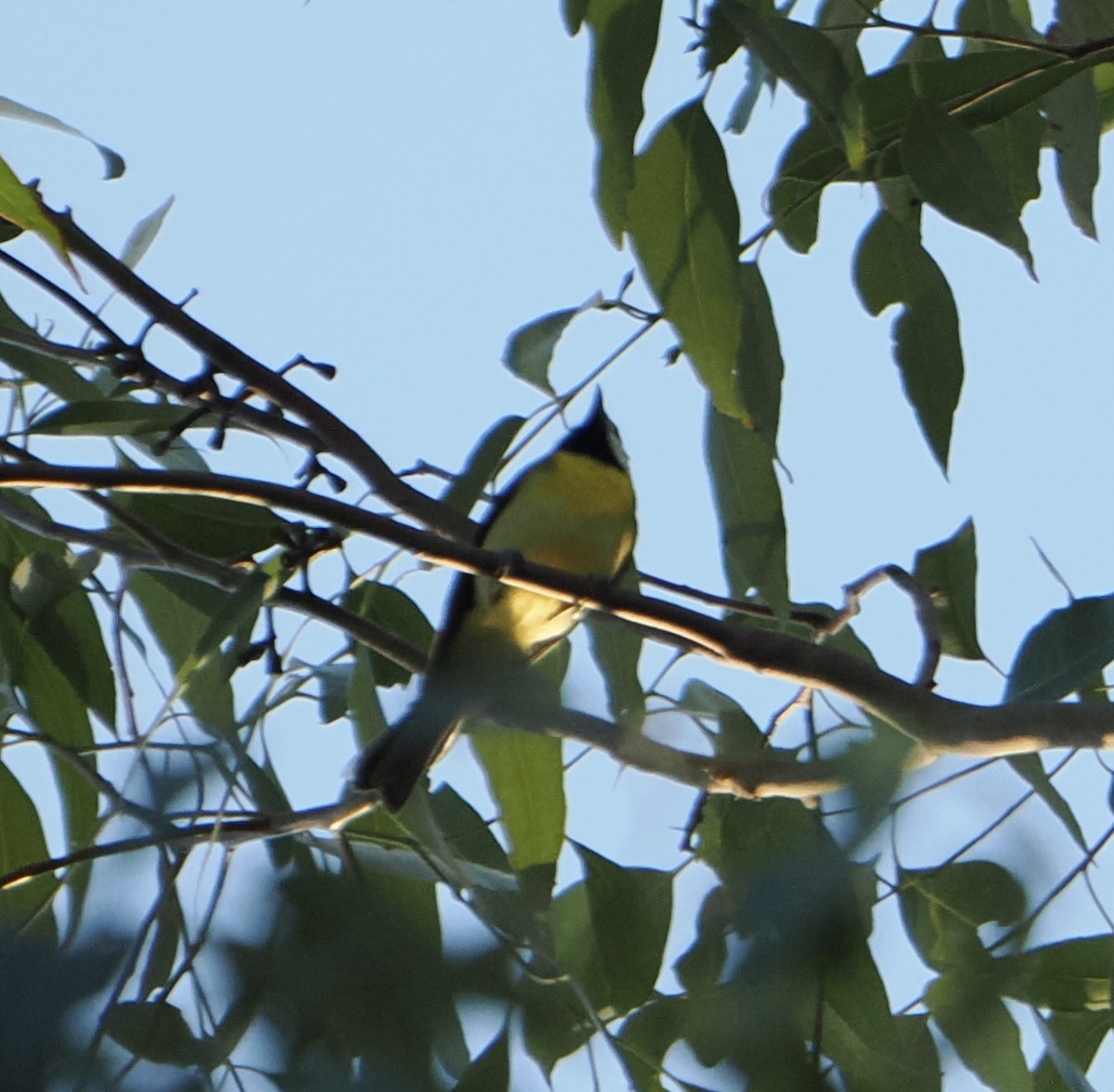 Eastern Shrike-tit - ML640742010